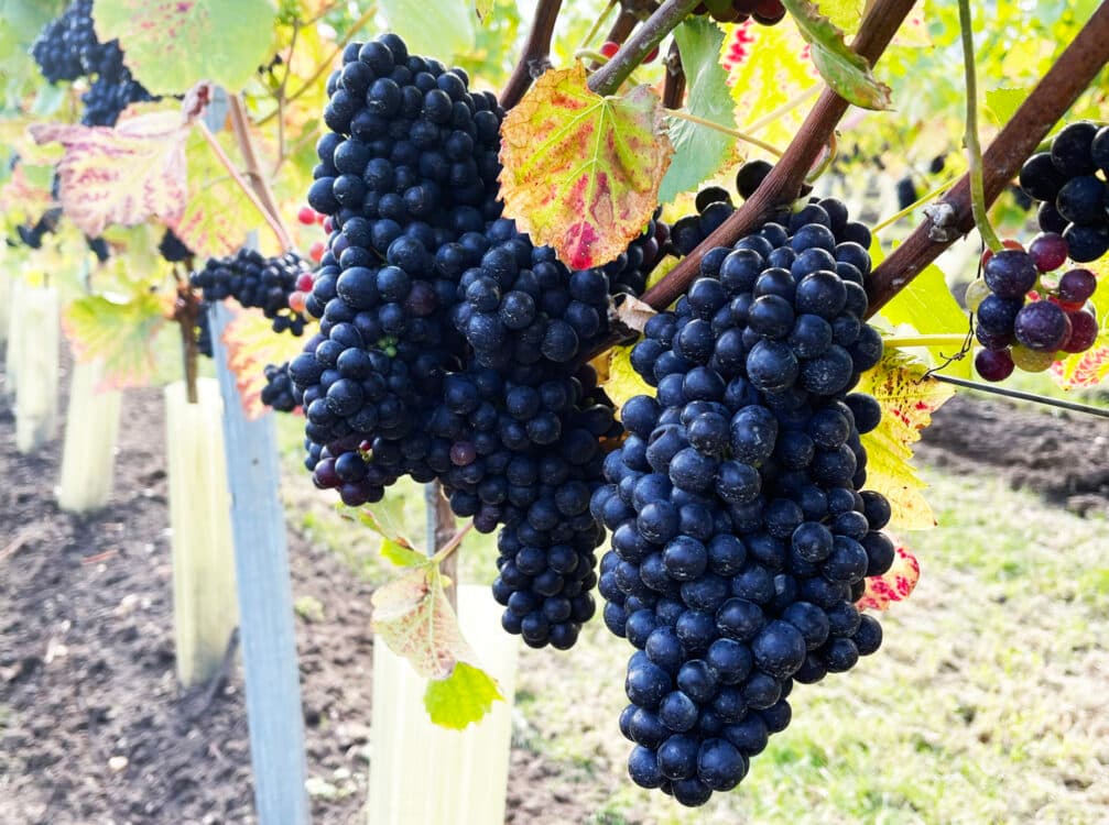 Pinot Meunier